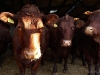 goodwood-cows