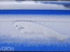 Jaguar XKR-S Convertible Ice Driving