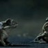 Ford EcoBoost Cane Toad Ford EcoBoost Cane Toad