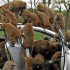 Hyundai i30 Baboons Hyundai i30 Baboons